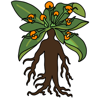 a mandrake, a folkloric plant with long feathery roots shaped like a person, a head with green leaves and small round orange fruits.